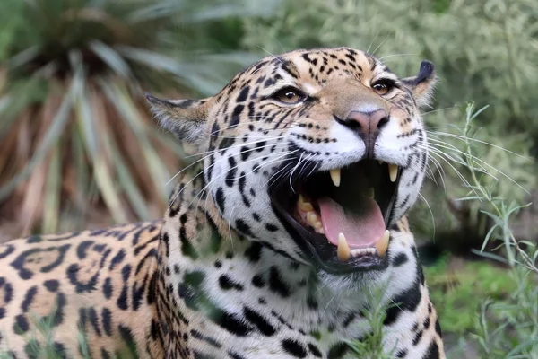 Wild Jaguar dier — Stockfoto