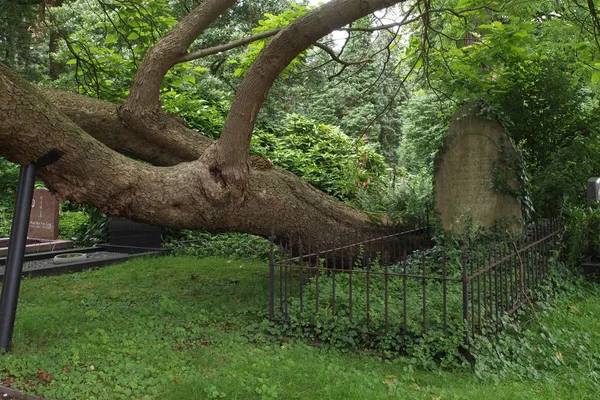 Old Tree Municipal Cemetery Amsterdam Netherlands — Stock fotografie