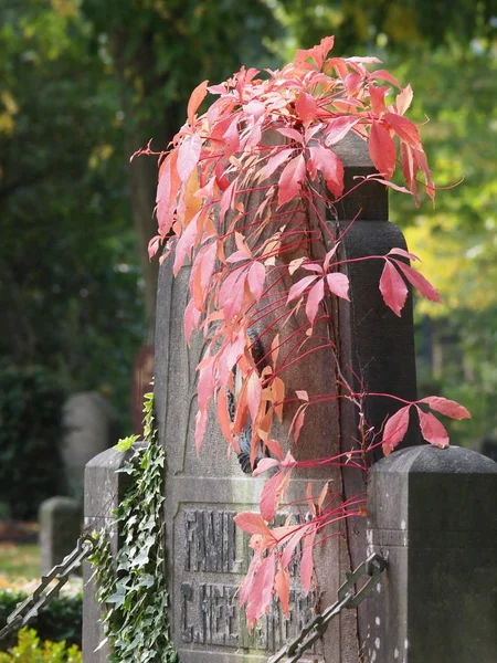 Grave Monument Municipal Cemetery Amsterdam Netherlands — Stock Photo, Image