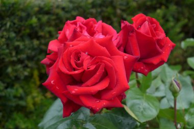 Amsterdam, Hollanda Belediye mezarlığı