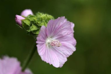 Amsterdam, Hollanda Belediye mezarlığı