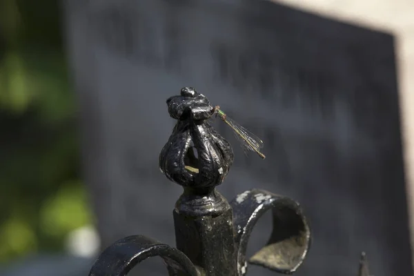 Den Kommunala Kyrkogården Amsterdam Nederländerna — Stockfoto