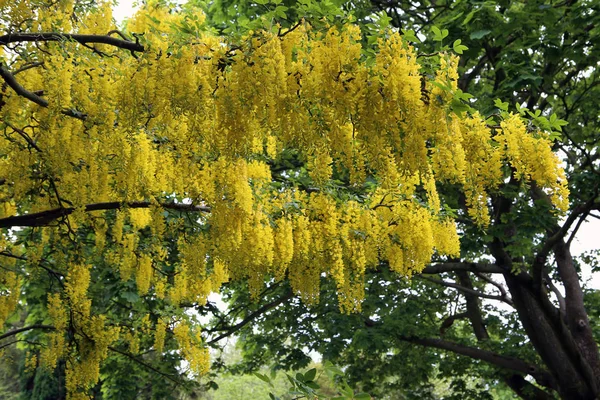 Amsterdam, Hollanda Belediye mezarlığı