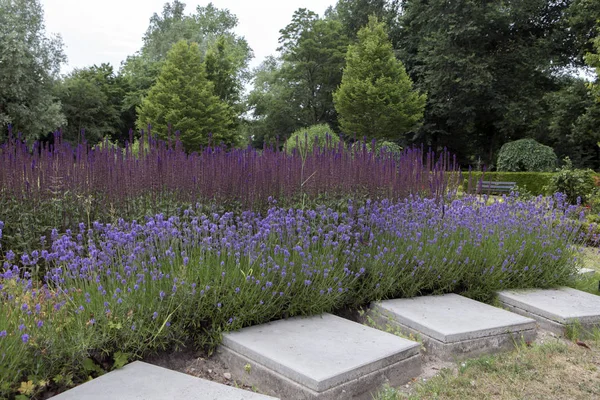 Gemeentelijke Begraafplaats Amsterdam Nederland — Stockfoto
