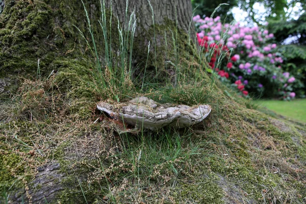 Municipal Cemetery Amsterdam Netherlands — Stock Photo, Image