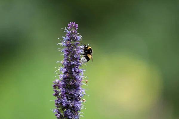 Fialový Květ Bee Pozadí — Stock fotografie