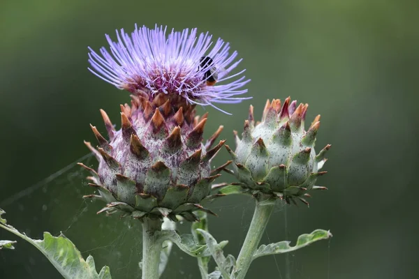Artichoke Flowers Bee Background — Stock Photo, Image