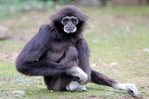 White-handed gibbon — Stock Photo, Image