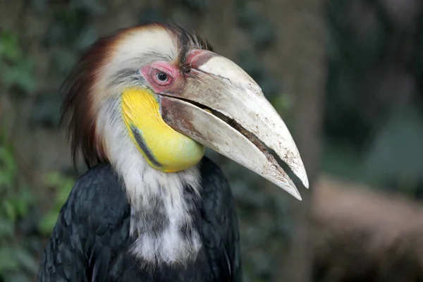 Knobbed hornbill 새 — 스톡 사진