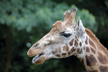 Yetişkin zürafa hayvan
