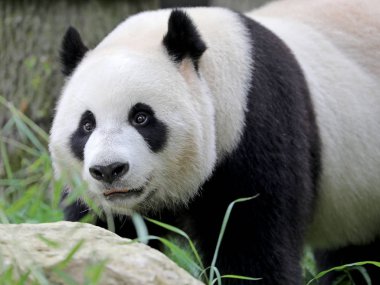 Ayı Panda siyah beyaz kürk