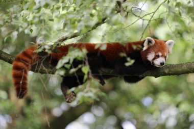 Red panda ağaç üzerinde