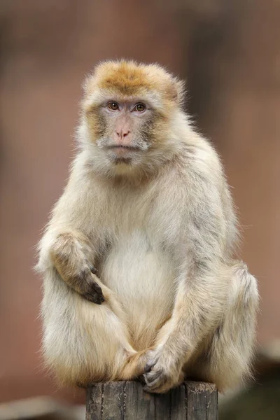 Macaco Berberiscos Vista Naturaleza — Foto de Stock
