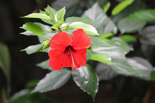 赤いハイビスカスの花クローズ アップ — ストック写真