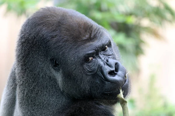 Gorilla-Männchen — Stockfoto