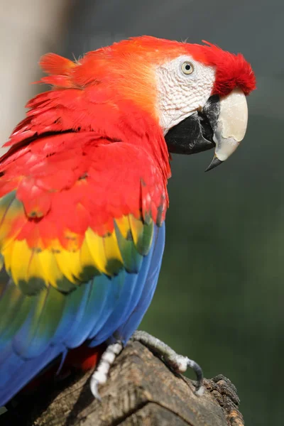 Bellissimo pappagallo di ara — Foto Stock