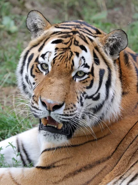 Belo tigre amur — Fotografia de Stock