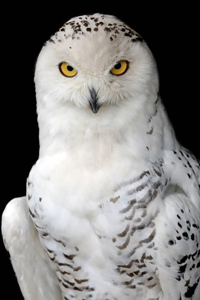 Snow owl bird — Stock Photo, Image