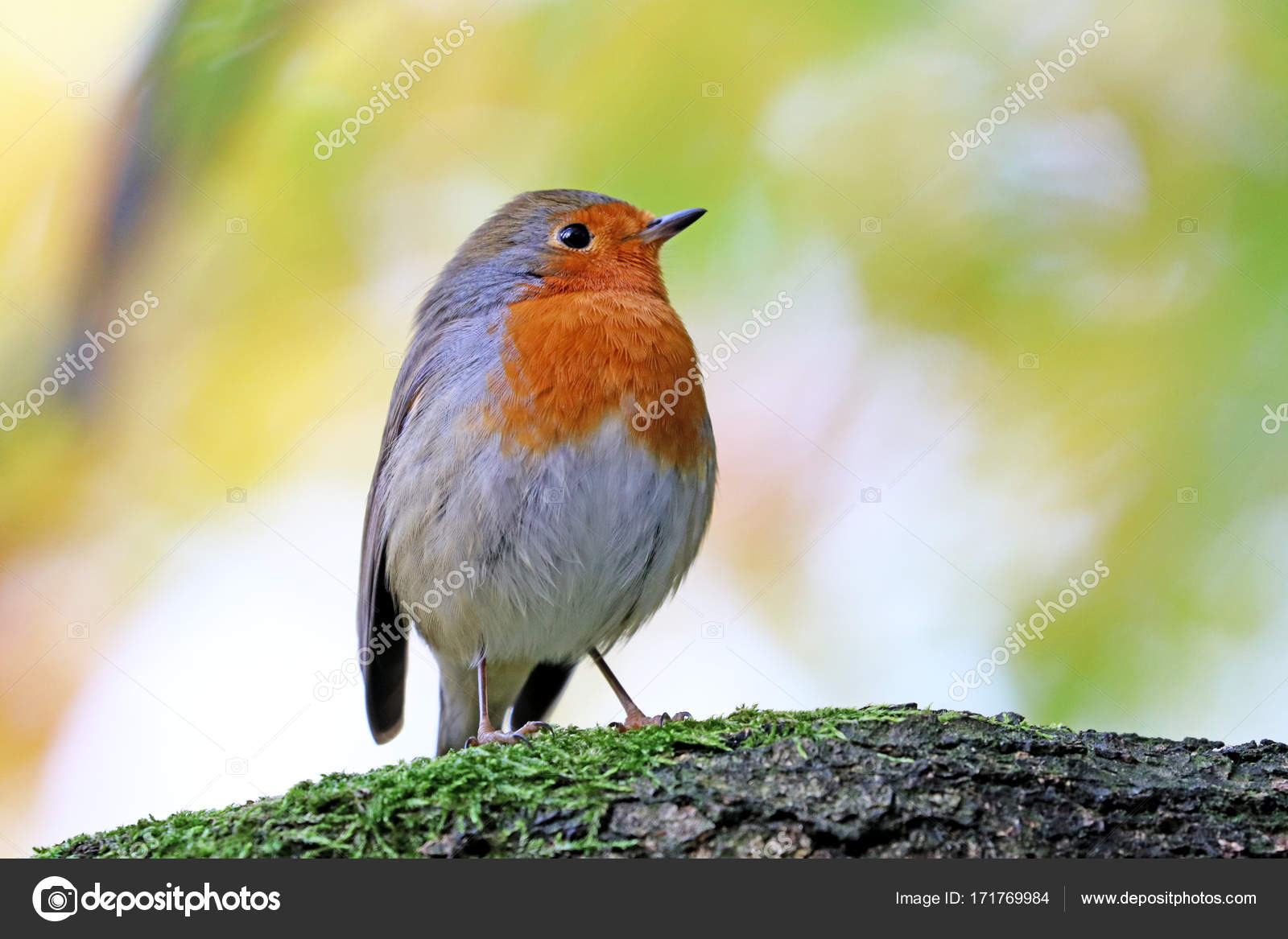 Robin Petit Oiseau Gris Avec Poitrine Orange Gros Plan Vue