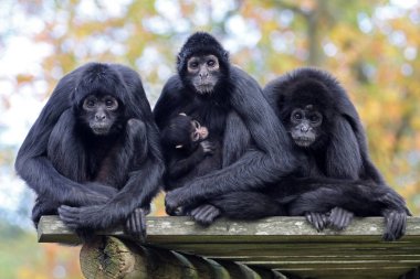 Örümcek maymunları, doğa, görünümü kapatın 