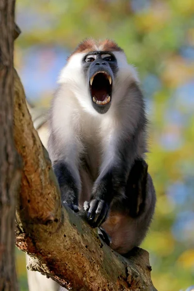 Mangabey Małpa Otwarte Usta Drzewo — Zdjęcie stockowe