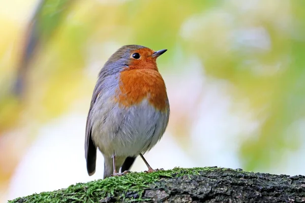 Robin Pequeno Pássaro Cinzento Com Peito Laranja Vista Perto — Fotografia de Stock