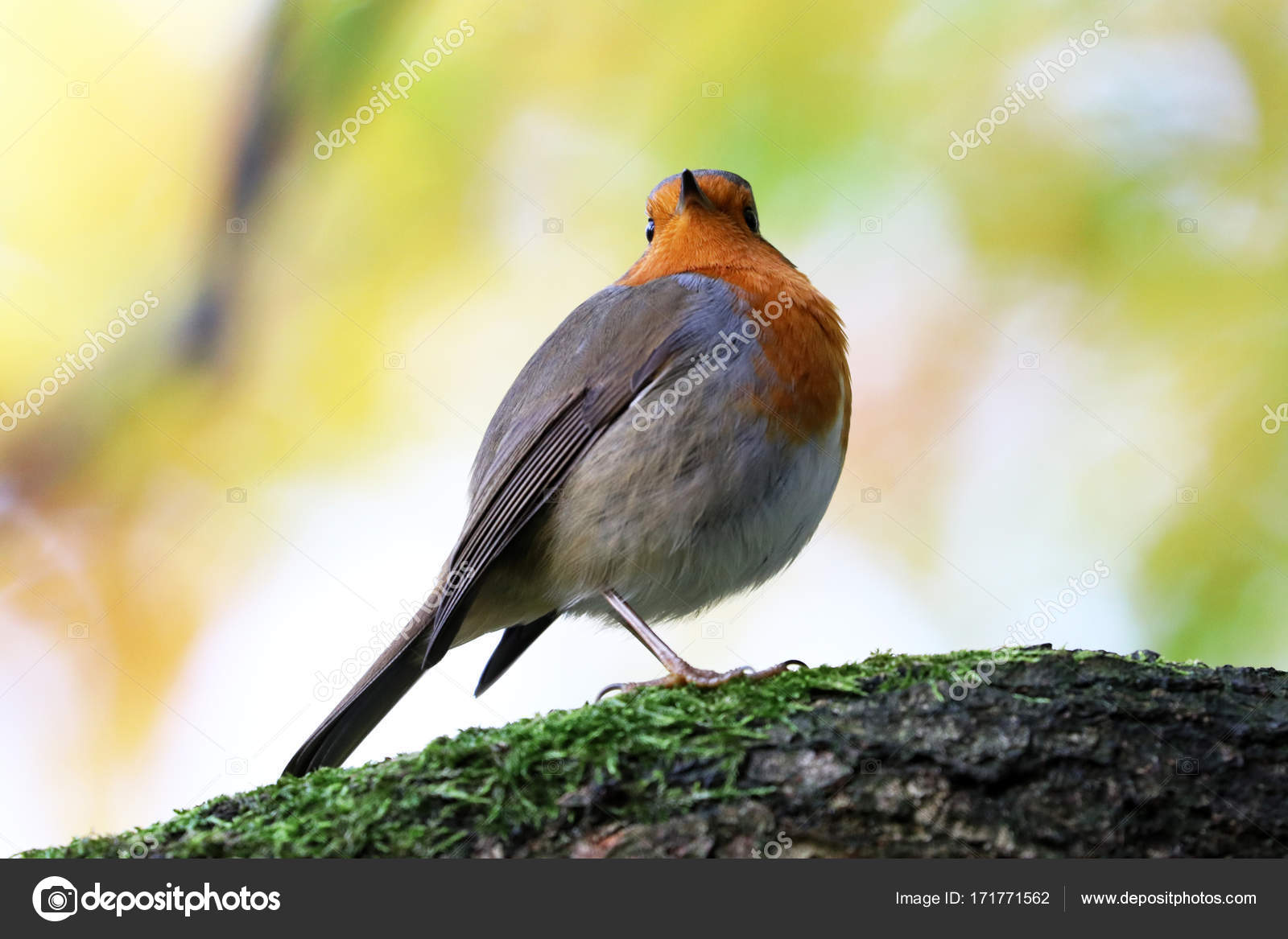 Robin Petit Oiseau Gris Avec Poitrine Orange Gros Plan Vue