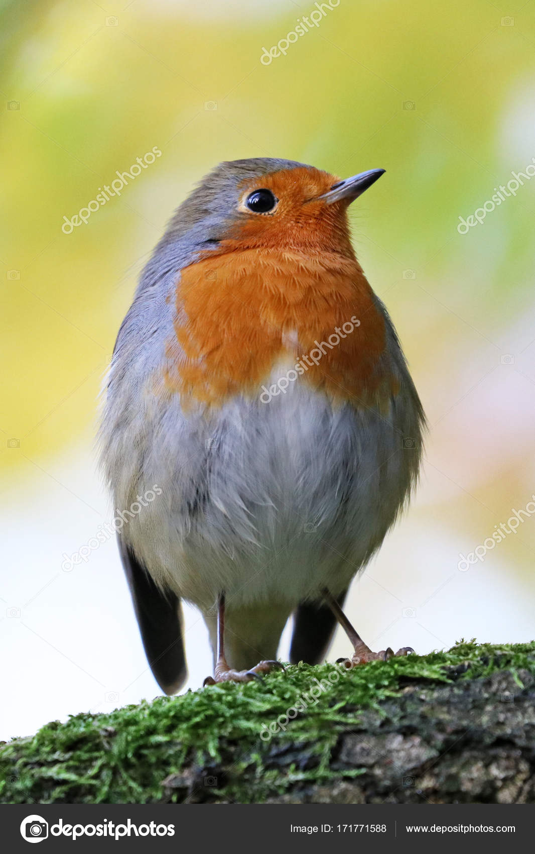 Robin Petit Oiseau Gris Avec Poitrine Orange Gros Plan Vue