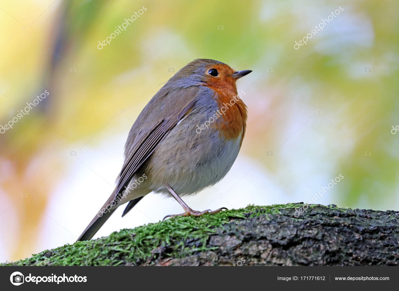 Robin Petit Oiseau Gris Avec Poitrine Orange Gros Plan Vue