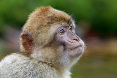 Barbary macaque at nature view clipart