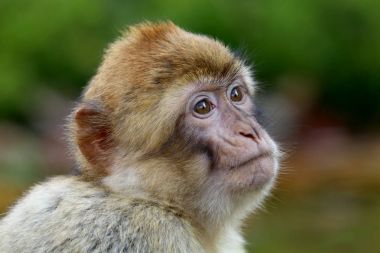 Barbary makak doğa görünümü