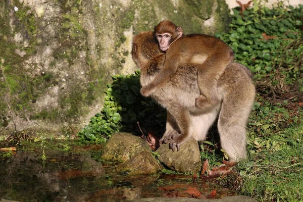 Wild Monkey Baby Natural Habitat — Stock Photo, Image