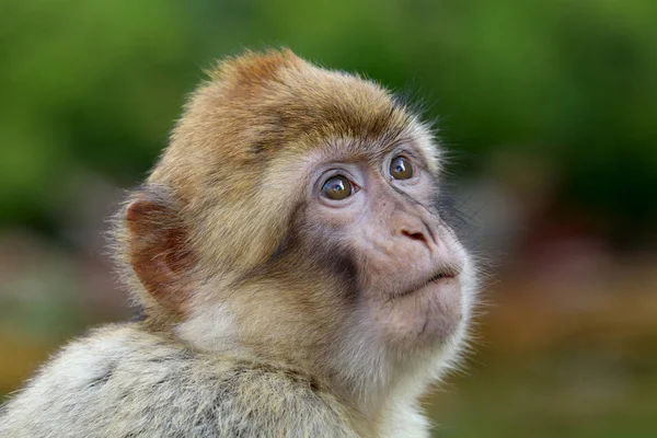 Macaco Barbaro Alla Vista Della Natura — Foto Stock