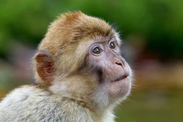 Barbarie Macaque Vue Sur Nature — Photo