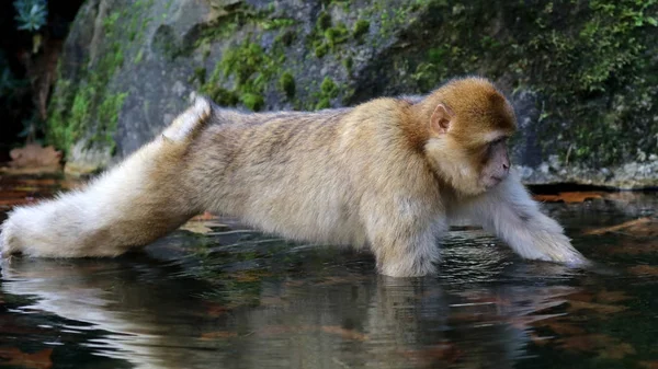 Berberaap Natuur Bekijken — Stockfoto