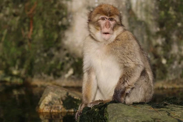 Barbarie Macaque Vue Sur Nature — Photo