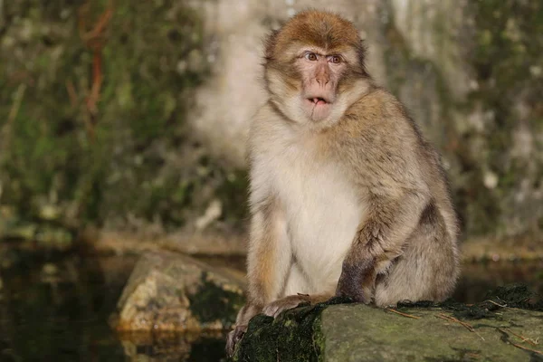 Barbary Macaque Nature View — Stock Photo, Image