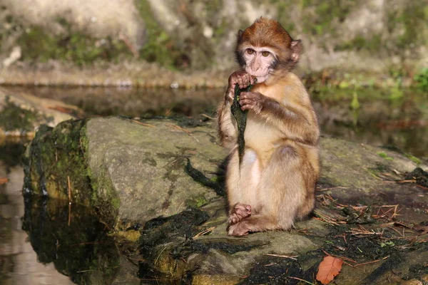 Barbary Macaque Nature View — Stock Photo, Image