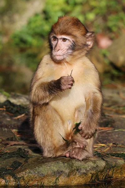 Macaco Barbaro Alla Vista Della Natura — Foto Stock