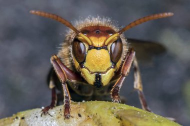 Avrupa eşek arısı (Vespa crabro)