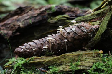 Mantar doğal ortamlarında görünümünü kapat