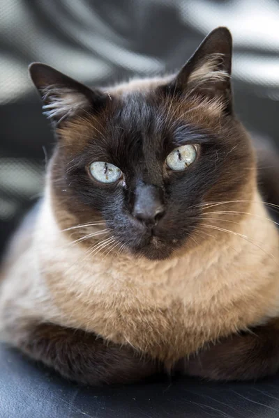 かわいいシャム猫 クローズ アップ ビュー — ストック写真