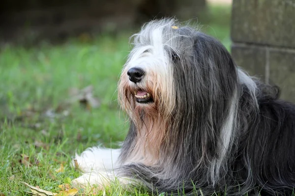 Cute Bearded Collie Close View — Stock Photo, Image
