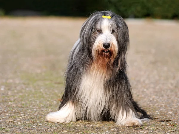 Bonito Barbudo Collie Close View — Fotografia de Stock