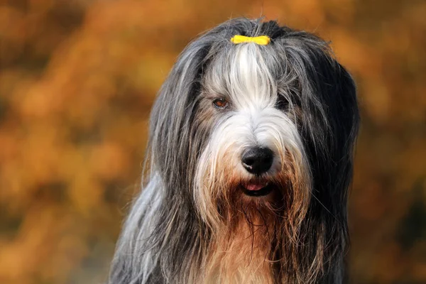 Bonito Barbudo Collie Close View — Fotografia de Stock