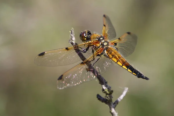 Κλείνω Πάνω Θέα Του Dragonfly Που Κάθονται Στο Κλαδί — Φωτογραφία Αρχείου