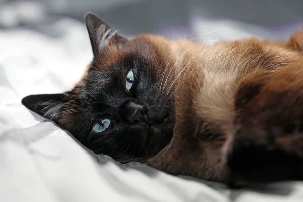 Siamese Cat Images Libres De Droit Photos De Siamese Cat Page 2 Depositphotos Siamese Cat Images Libres De Droit Photos De Siamese Cat Page 2 Depositphotos