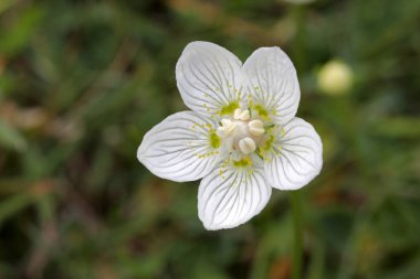 Parnassia palustris - white summe rflower, close up view clipart