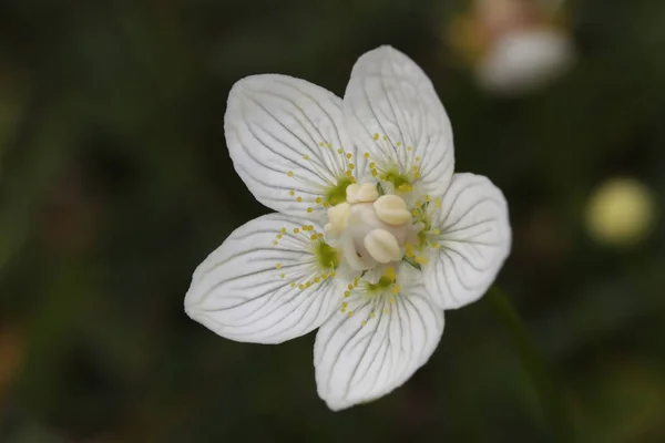 Parnassia Palustris Flor Cerca —  Fotos de Stock