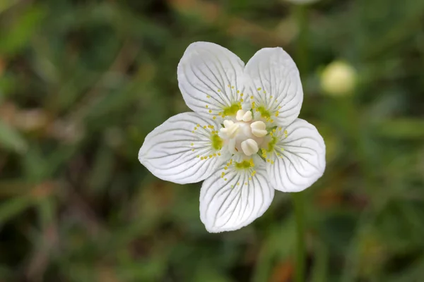 Parnassia Palustris Rflower Summe Blanco Vista Cerca —  Fotos de Stock